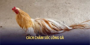cách chăm sóc lông gà