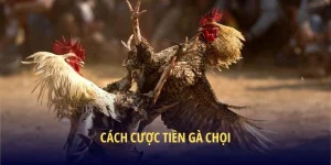 cách cược tiền gà chọi