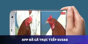 app đá gà trực tiếp sv388