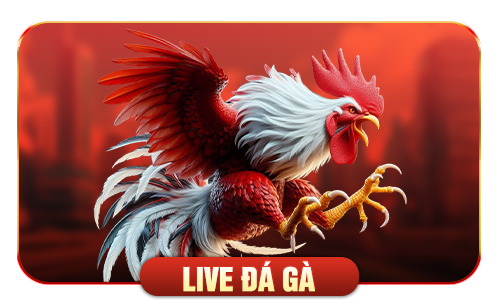 live đá gà sv388
