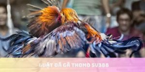 luật đá gà thomo