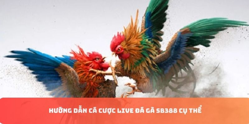 Thao tác các bước thực hiện cá cược đá gà SV388
