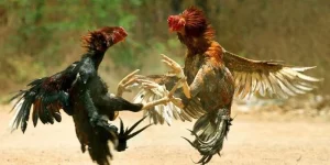 thuật ngữ đá gà